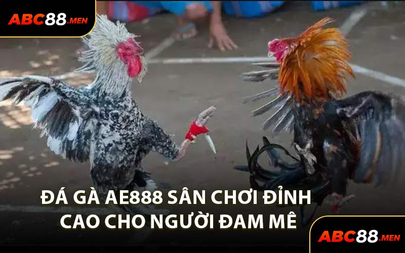 Đá Gà AE888 Sân Chơi Đỉnh Cao Cho Người Đam Mê