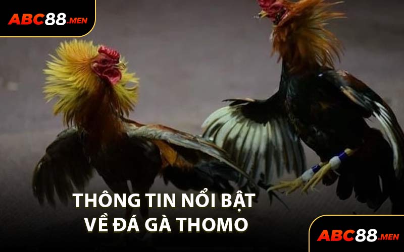 Thông Tin Nổi Bật Về Đá Gà Thomo