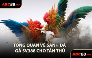 Tổng Quan Về Sảnh Đá Gà SV388 Cho Tân Thủ