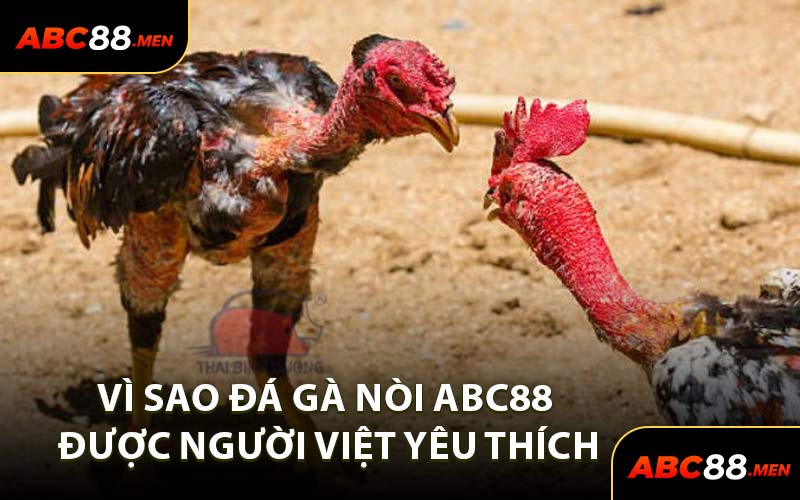 Vì Sao Đá Gà Nòi ABC88 Được Người Việt Yêu Thích