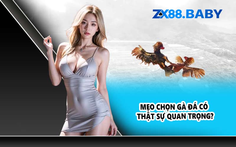 Mẹo chọn gà đá có thật sự quan trọng?