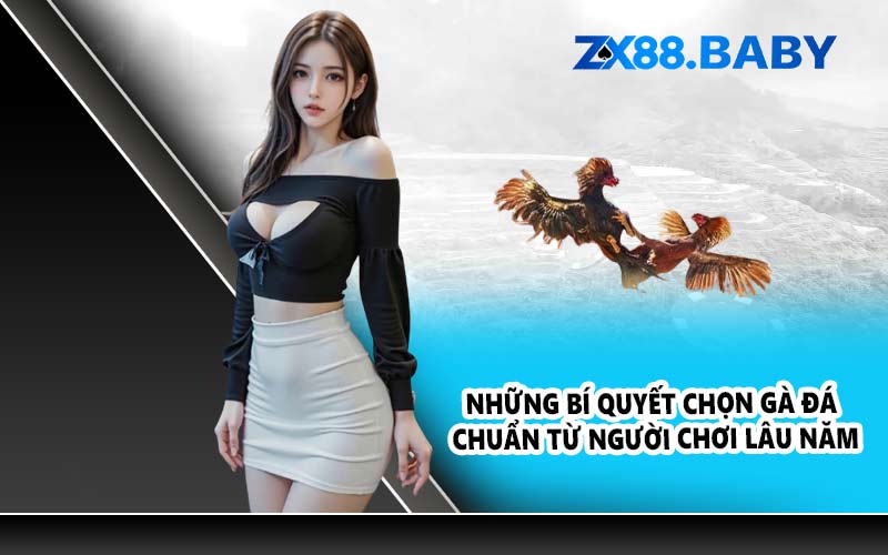 Những bí quyết chọn gà đá chuẩn từ người chơi lâu năm